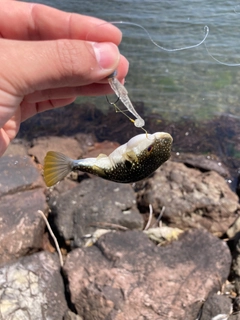 クサフグの釣果