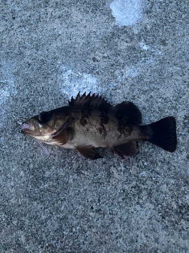 メバルの釣果