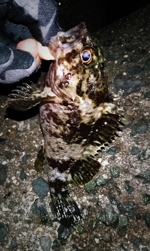 ムラソイの釣果