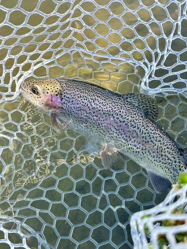 ニジマスの釣果