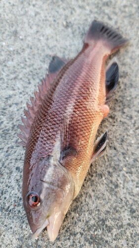 コブダイの釣果