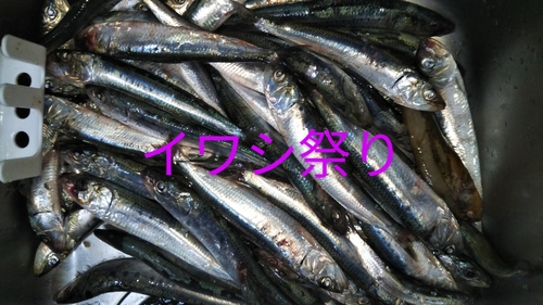 イワシの釣果