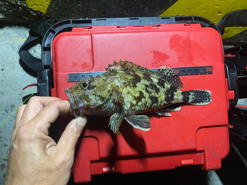 カサゴの釣果