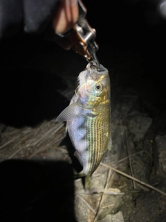 コノシロの釣果