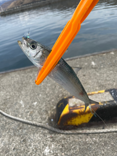 マイワシの釣果