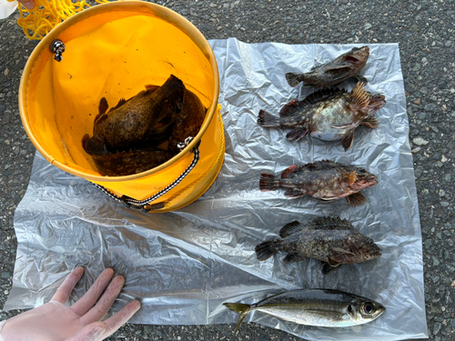 カサゴの釣果