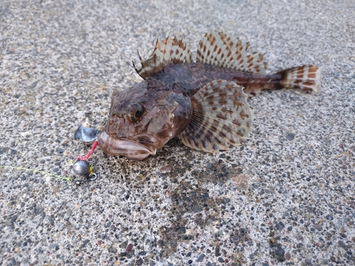 カジカの釣果