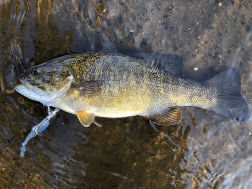 スモールマウスバスの釣果