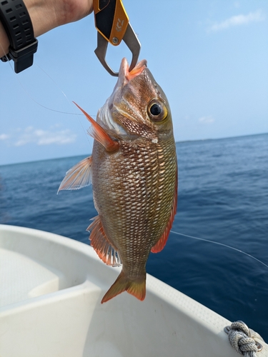 イソフエフキの釣果