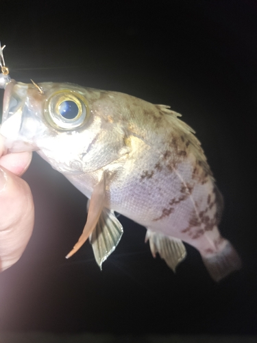 メバルの釣果