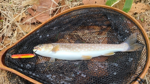 アメマスの釣果