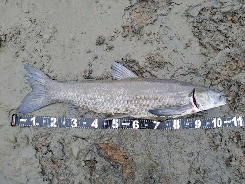 アオウオの釣果