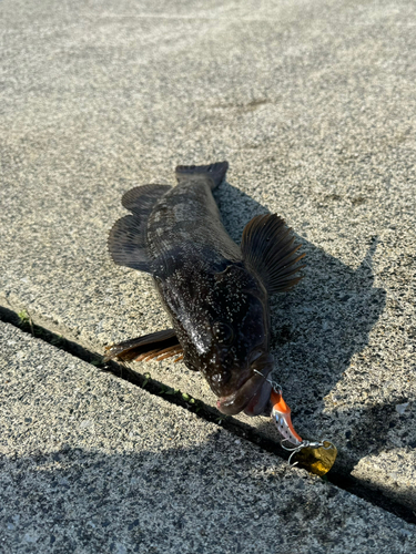 アイナメの釣果