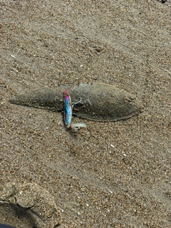 シタビラメの釣果