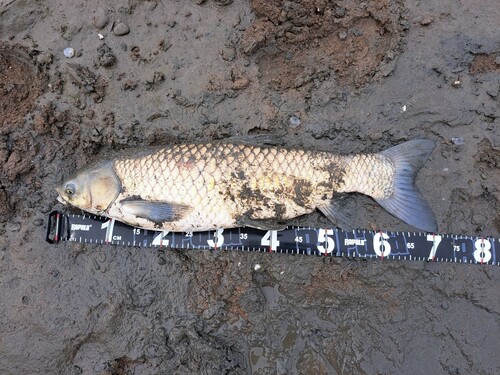 ソウギョの釣果