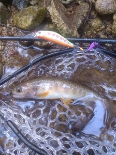 イワナの釣果