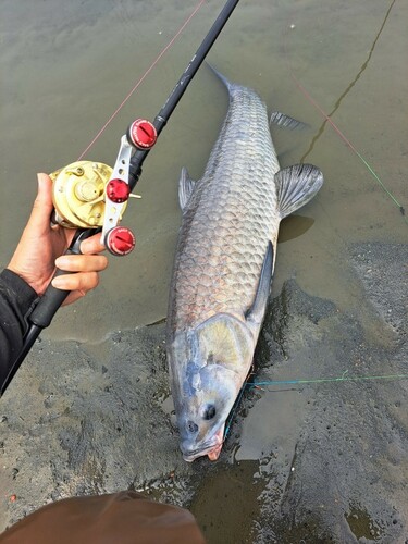 アオウオの釣果