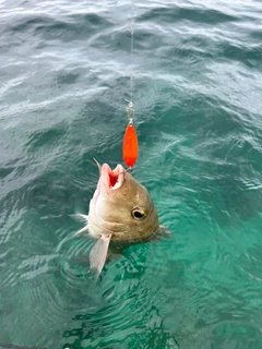 クチナジの釣果