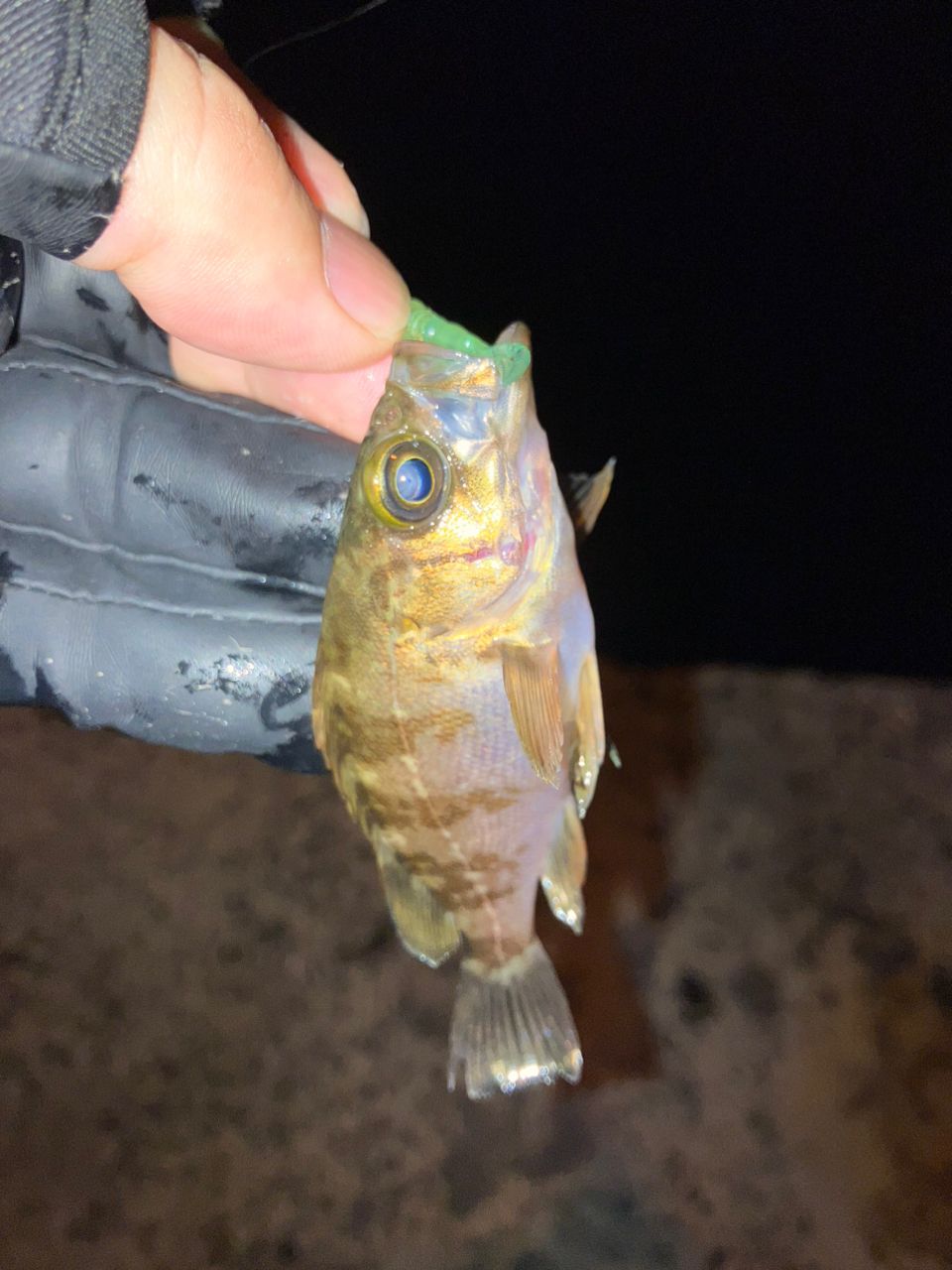 シーサトさんの釣果 3枚目の画像