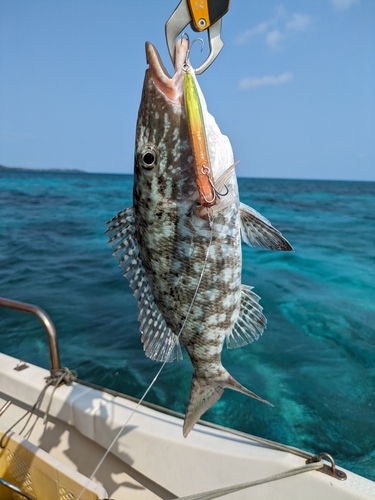 キツネフエフキの釣果