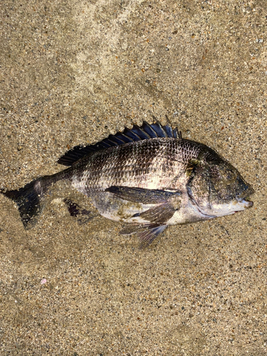 クロダイの釣果