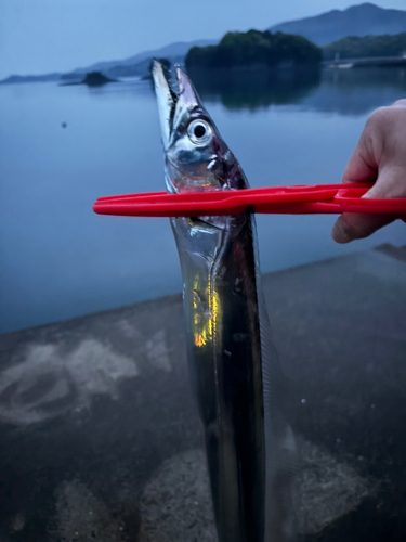 タチウオの釣果