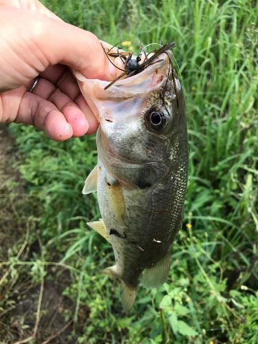 ラージマウスバスの釣果