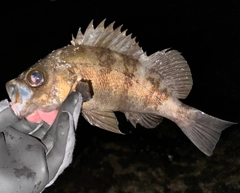 メバルの釣果