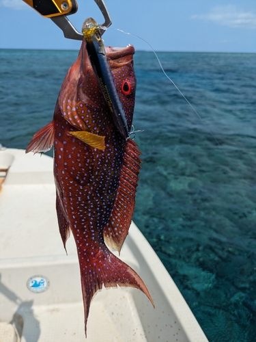 バラハタの釣果