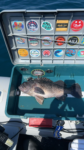 クロソイの釣果