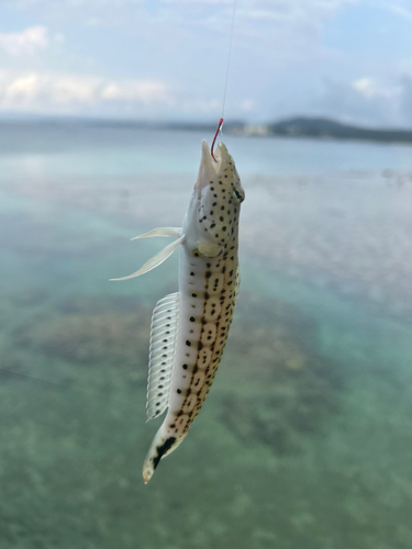 釣果