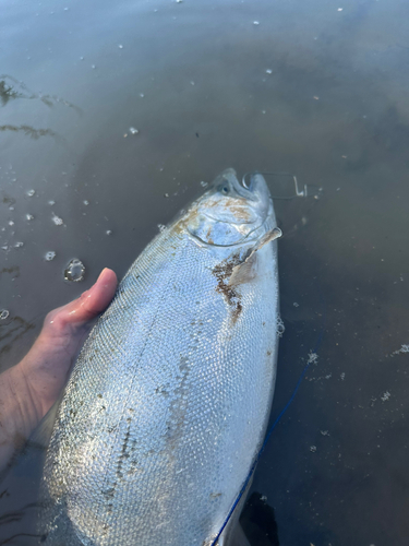 サクラマスの釣果