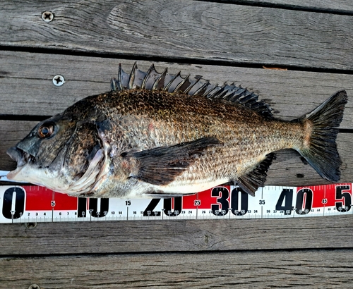 クロダイの釣果