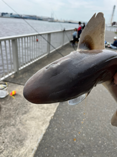 ドチザメの釣果