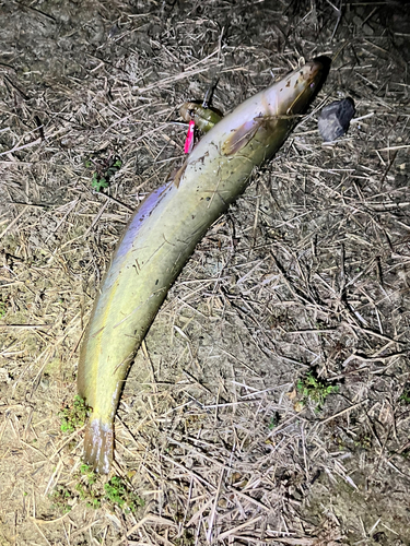 マナマズの釣果