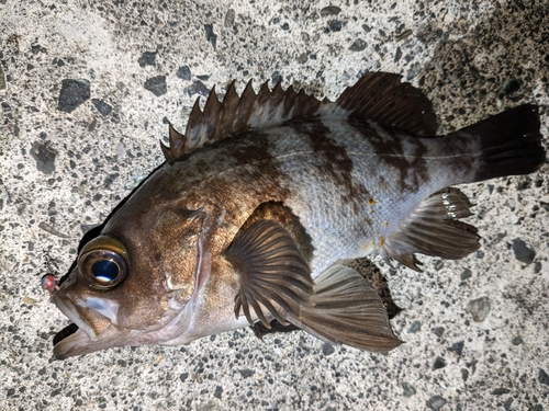 メバルの釣果