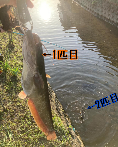 ナマズの釣果