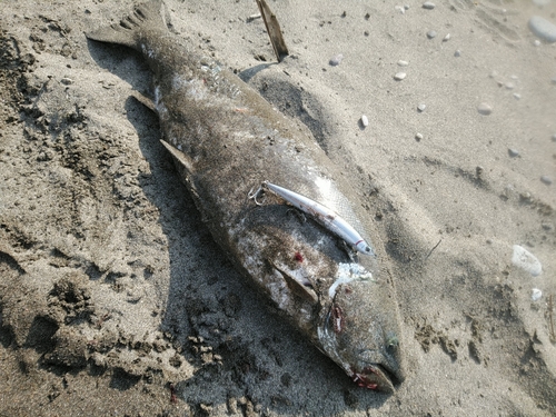 サクラマスの釣果