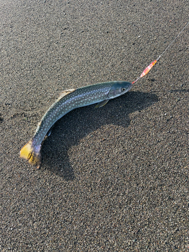 アメマスの釣果