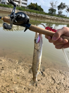 オニカマスの釣果