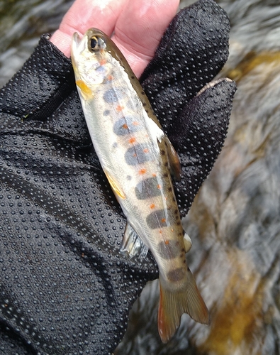 アマゴの釣果