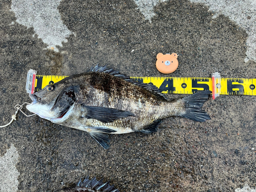 クロダイの釣果