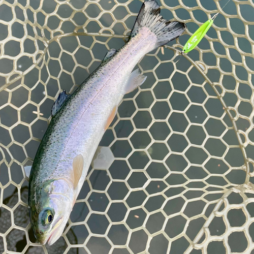 ニジマスの釣果