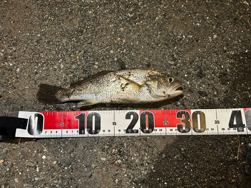 イシモチの釣果