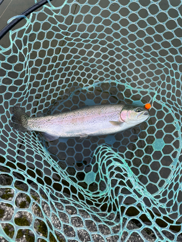 ニジマスの釣果