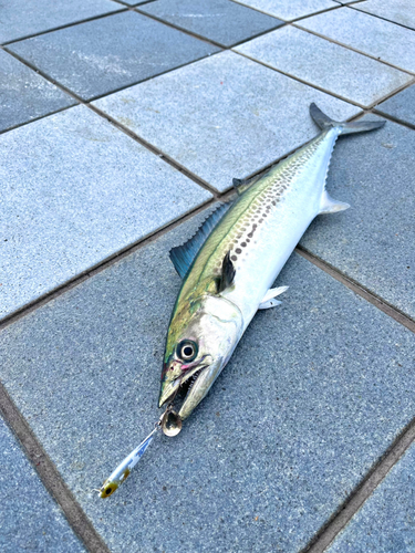 サゴシの釣果