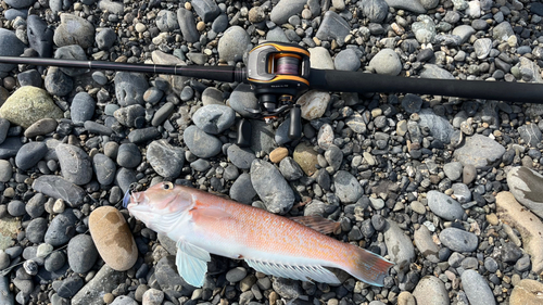 シロアマダイの釣果