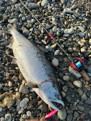 サクラマスの釣果