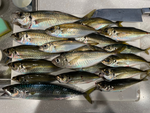 アジの釣果