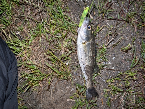 セイゴ（ヒラスズキ）の釣果